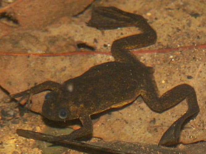 Petite grenouille aquatique brun foncé aux longues pattes arrière palmées, photographiée sous l'eau.